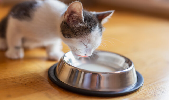 دليلك الشامل حول فوائد حليب خالي اللاكتوز للقطط