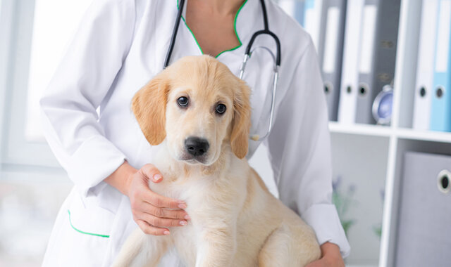 تعرف على أهم 5 علامات دالة على مرض كلبك