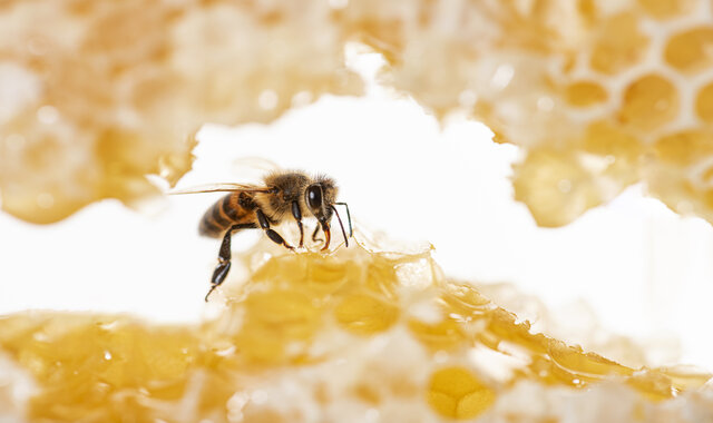 أهم فوائد غذاء ملكات النحل للرجال والنساء 